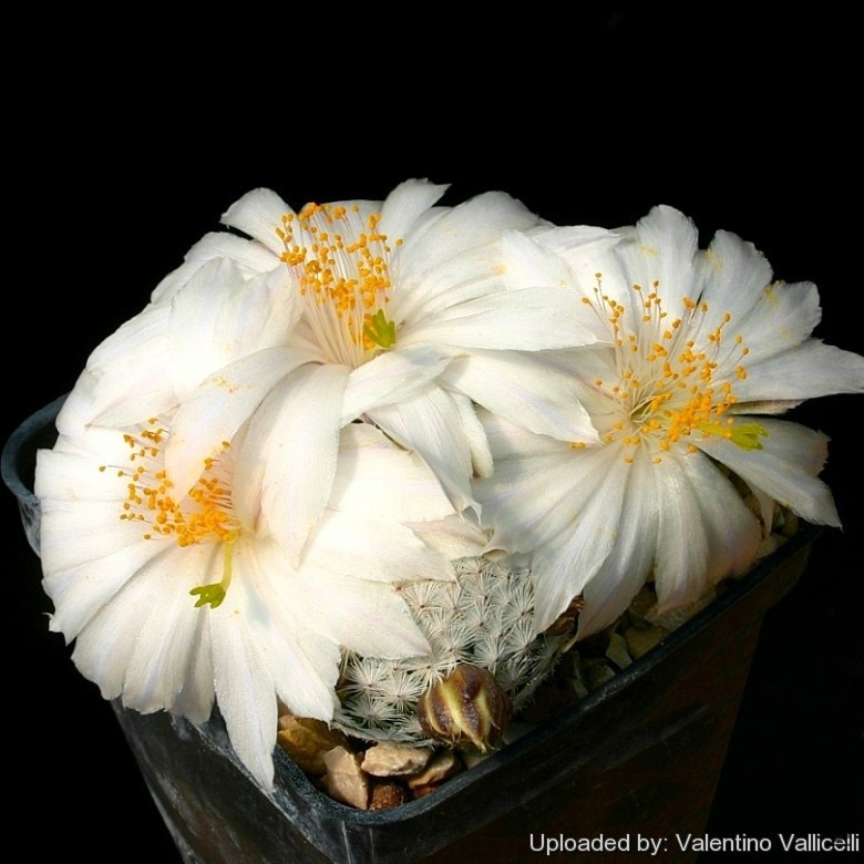 Neomammillaria_herrerae_var__albiflora_8094_l.jpg