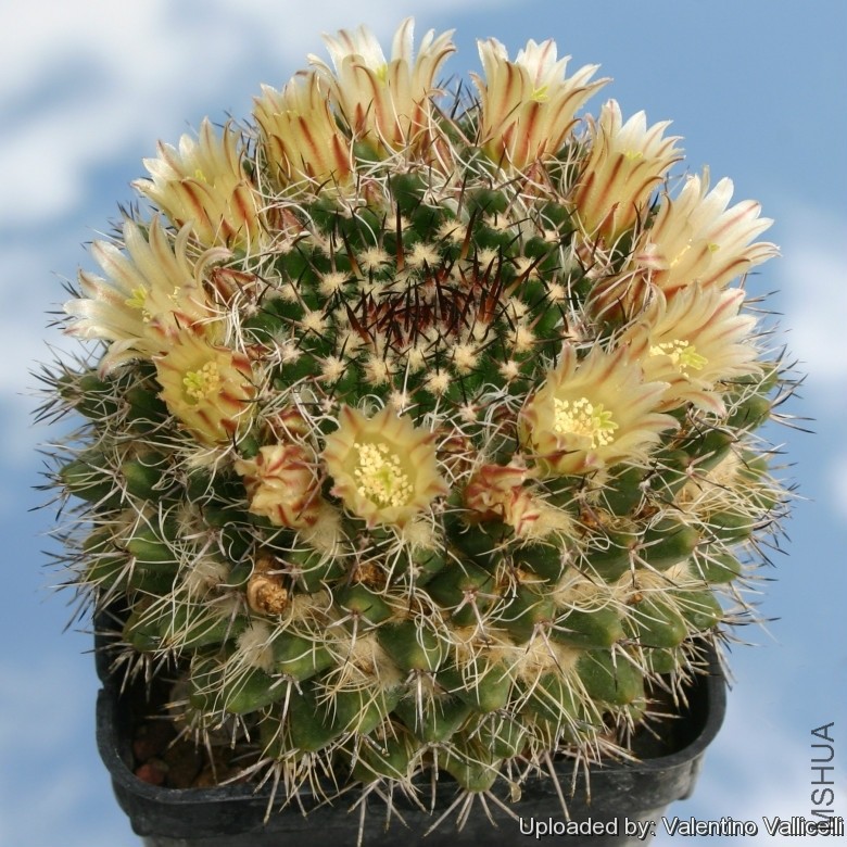 Neomammillaria_karwinskiana_12148_l.jpg