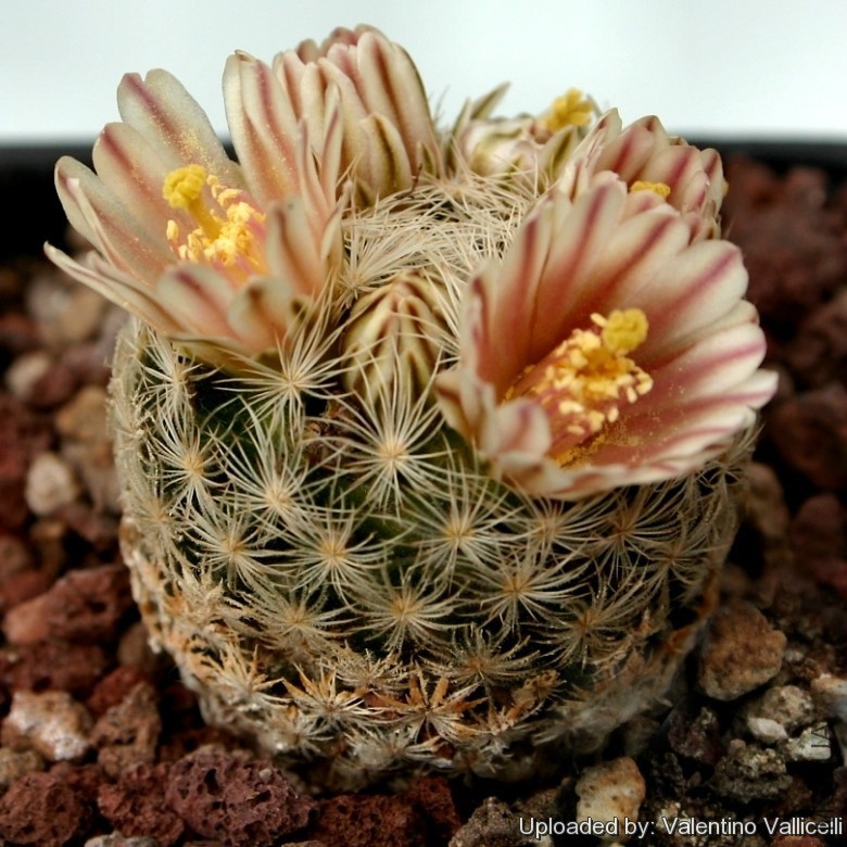 Neomammillaria_lasiacantha_4639_l.jpg