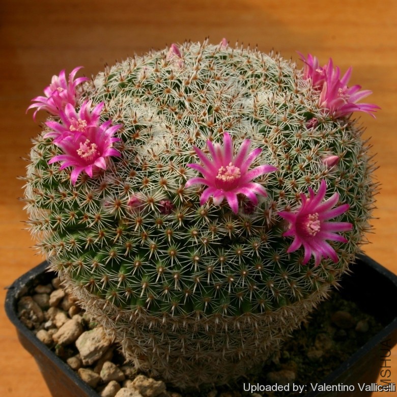 Neomammillaria_perbella_12048_l.jpg