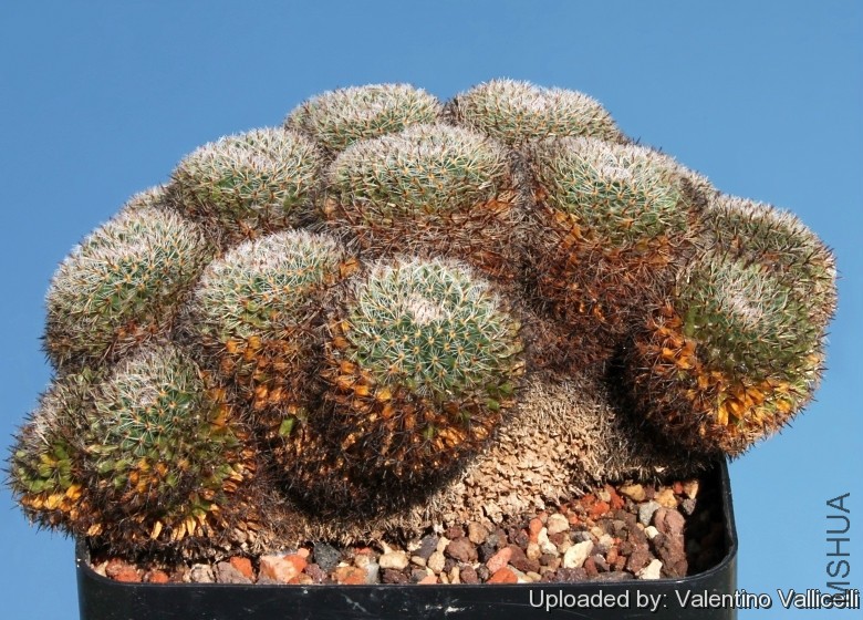 Neomammillaria_standleyi_6873_l.jpg