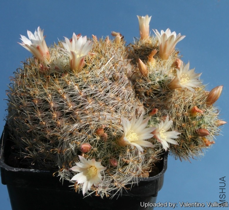 Neomammillaria_trichacantha_7504_l.jpg