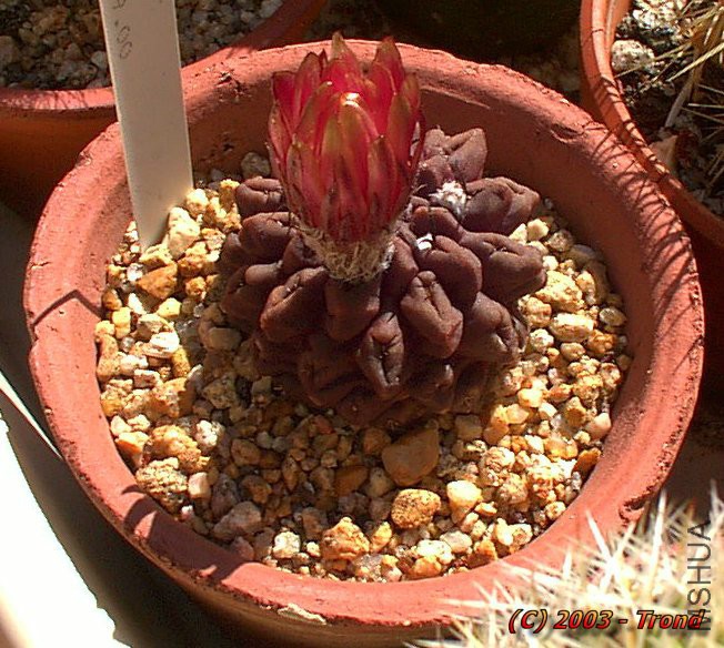 03_Image04_Neoporteria_occulta-vi.jpg