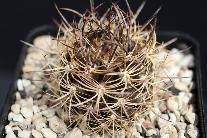 gallery_Eriosyce_Neoporteria nigrihorrida JA 279.jpg