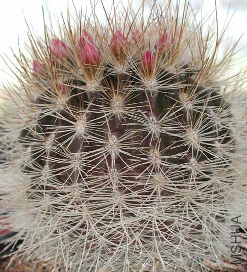 Neoporteria Curvispina ZJ087 Valparaiso.jpg