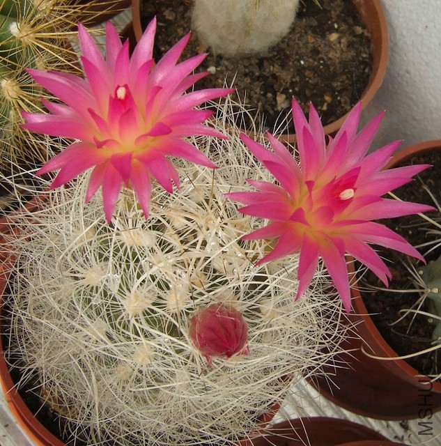 Neoporteria senilis.jpg