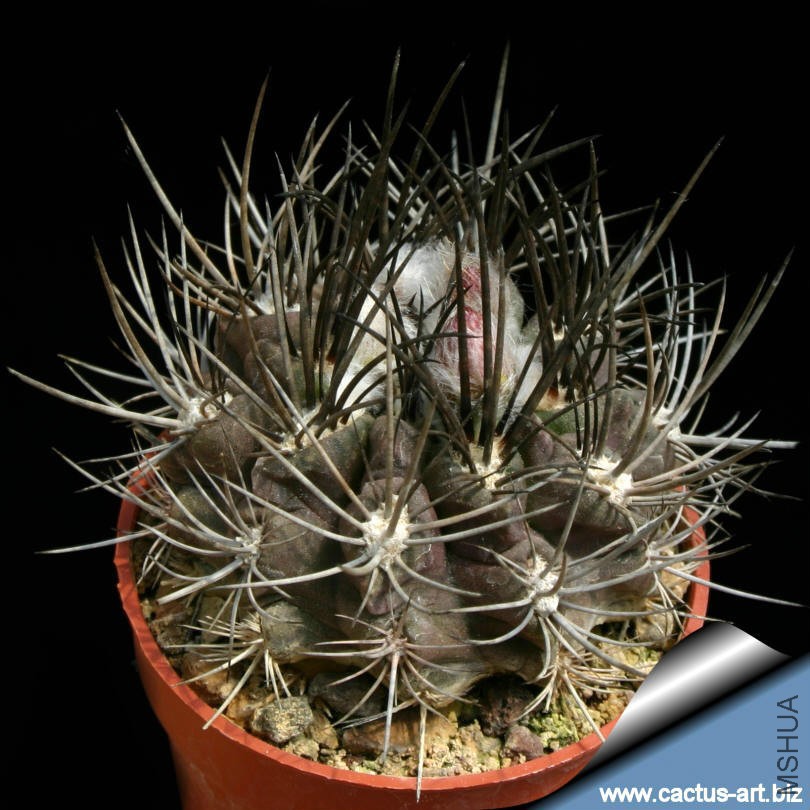 Neoporteria_cachytaensis_sp_810.jpg