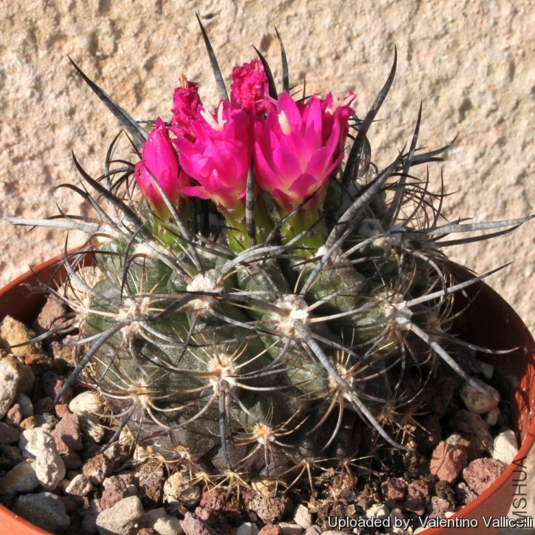 Neoporteria_clavata_15344_l.jpg