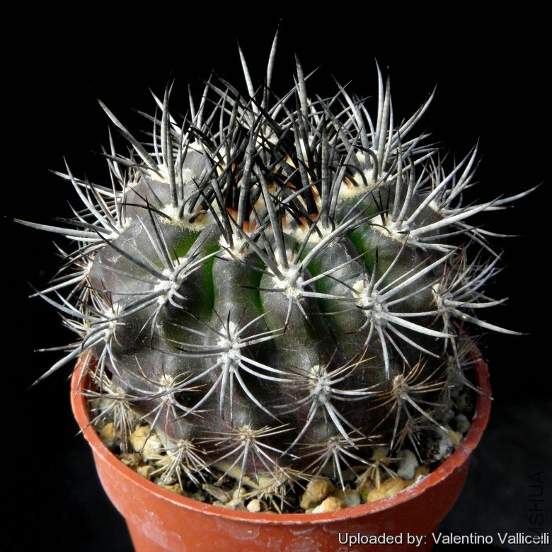 Neoporteria_clavata_f__grandiflora_13625_l.jpg