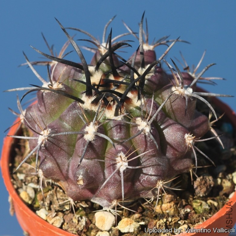 Neoporteria_clavata_f__procera_17702_l.jpg
