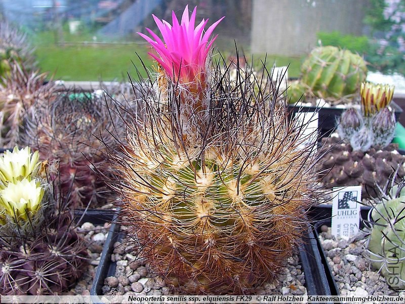 Neoporteria_senilis_ssp__elquiensis_FK29_00.jpg