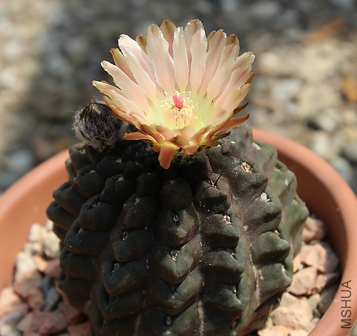 neoporteria-occulta-2.jpg