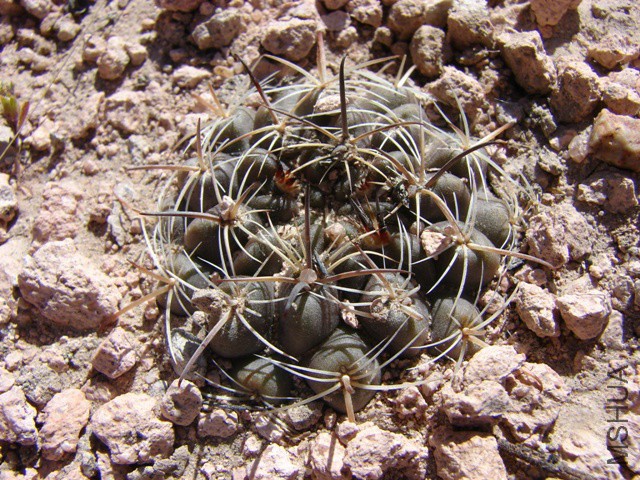 Neowerdermannia chilensis.jpg