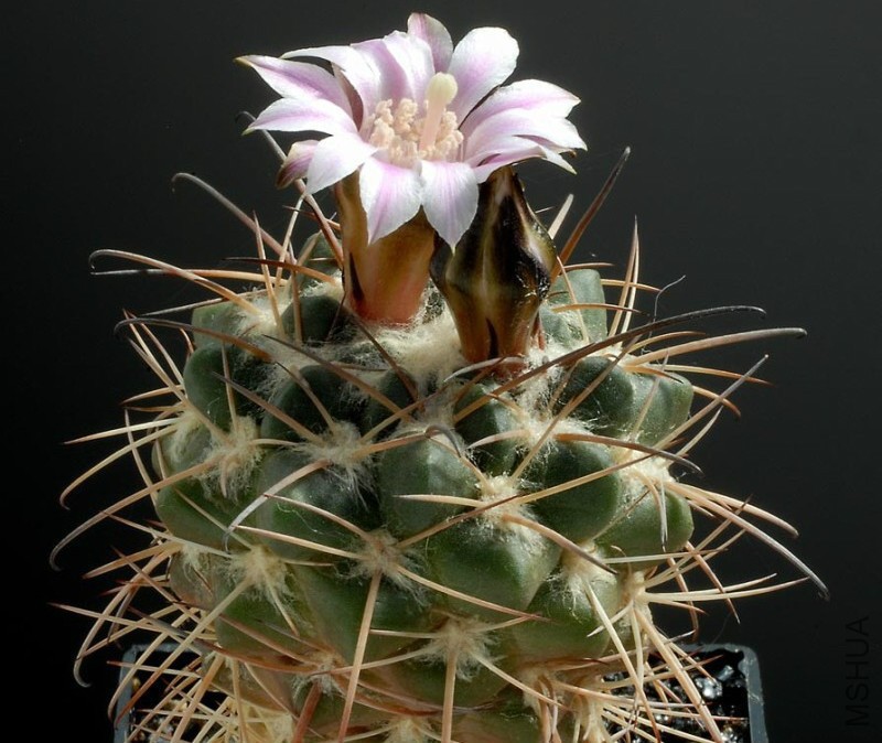 Neowerdermannia Vorwerkii.jpg