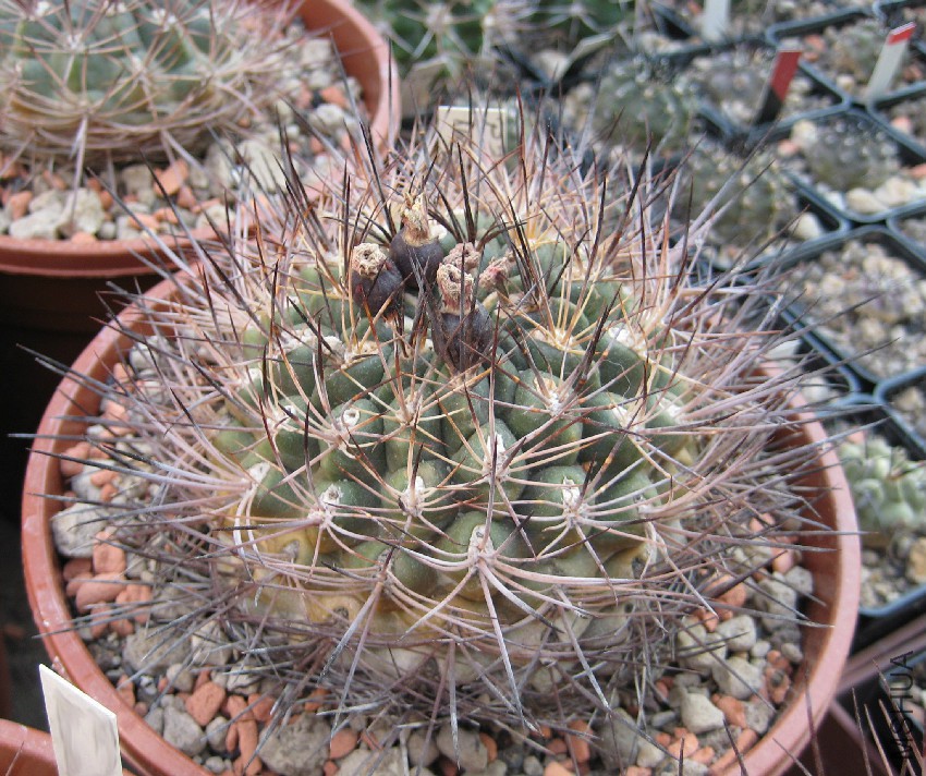 Neowerdermannia_chilensis.jpg