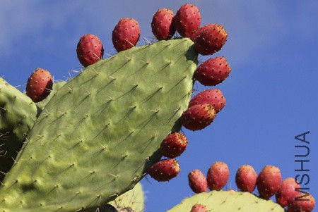 nopal-cactus.jpg