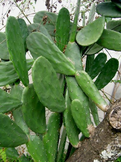 nopalea_cochenillifera.jpg