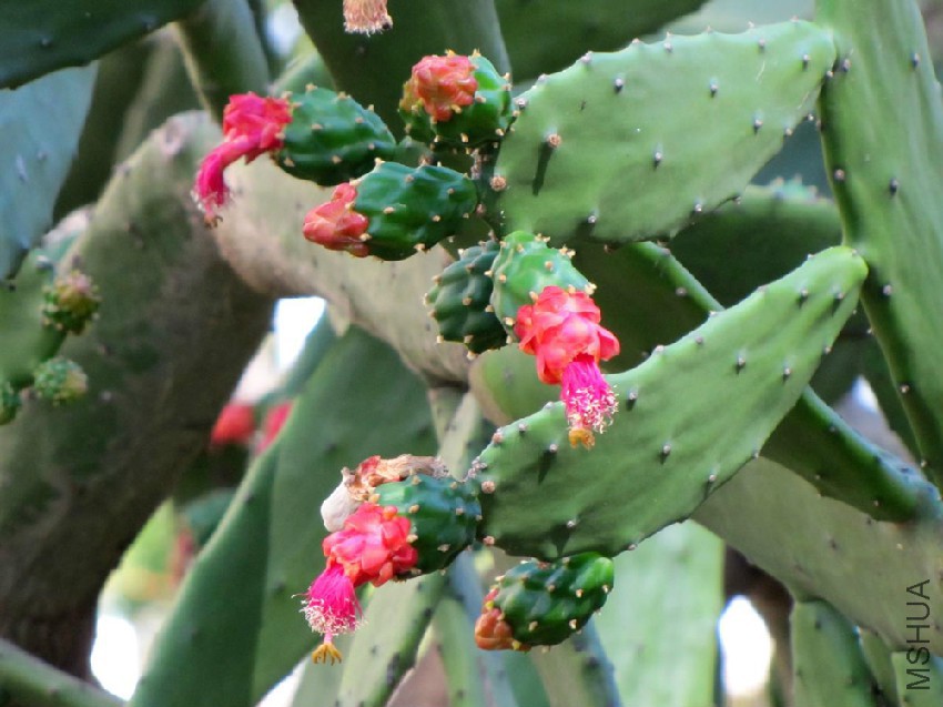 Nopalea-cochenillifera3.jpg