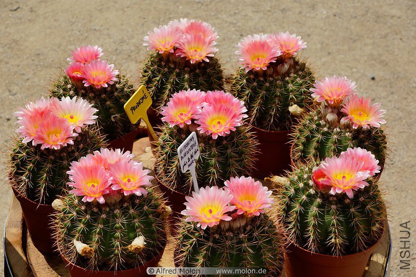 36 Notocactus roseoluteus with pink flowers.jpg