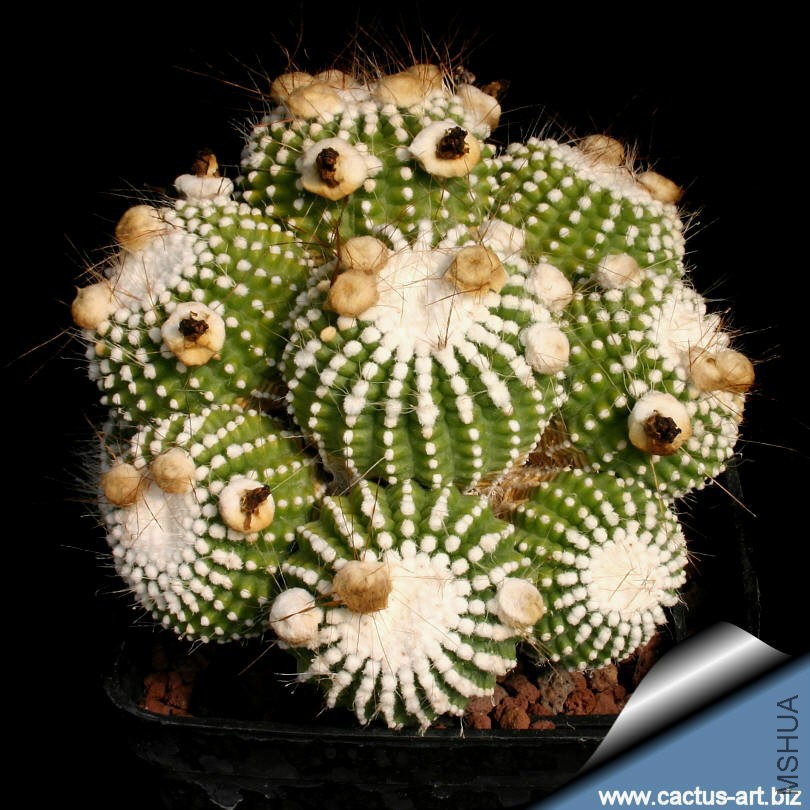 Notocactus scopa_inermis_810.jpg