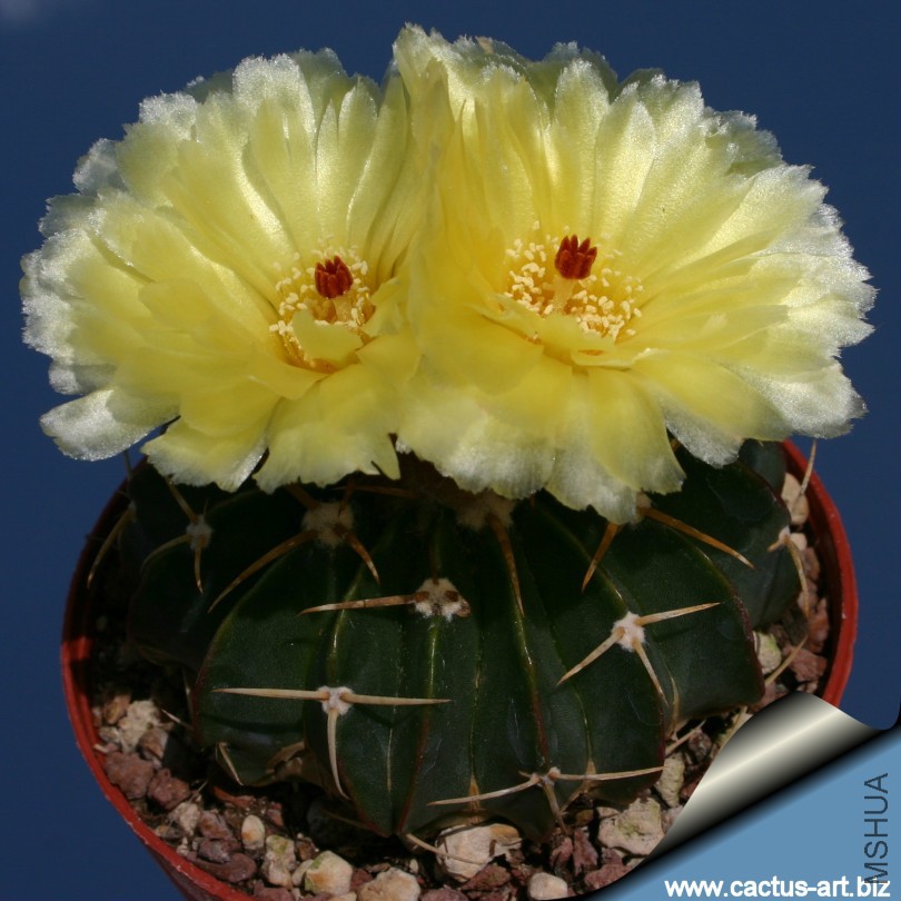 Notocactus_macracanthus_810.jpg