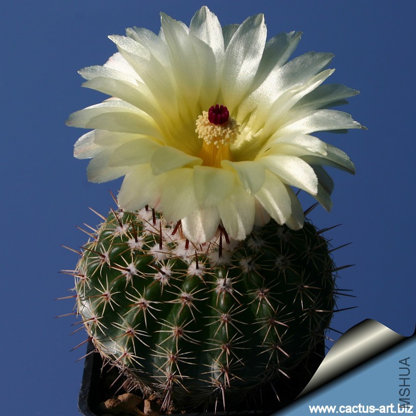 Notocactus_orthacanthus_810.jpg