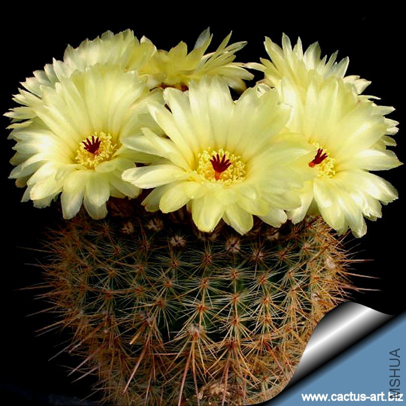 Notocactus_scopa_810.jpg
