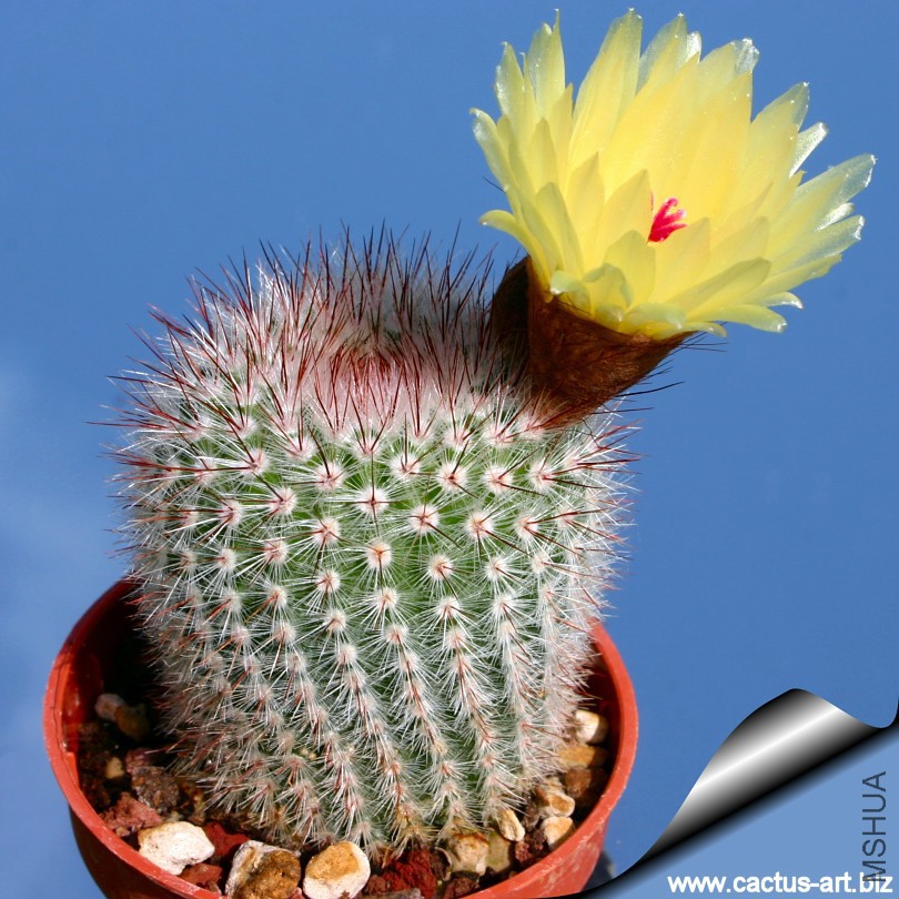 Notocactus_scopa_Laguna_Garzon_01_810.jpg