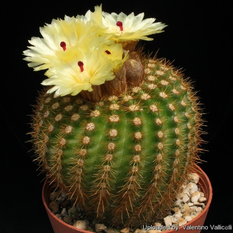 Notocactus_succineus_11625_l.jpg