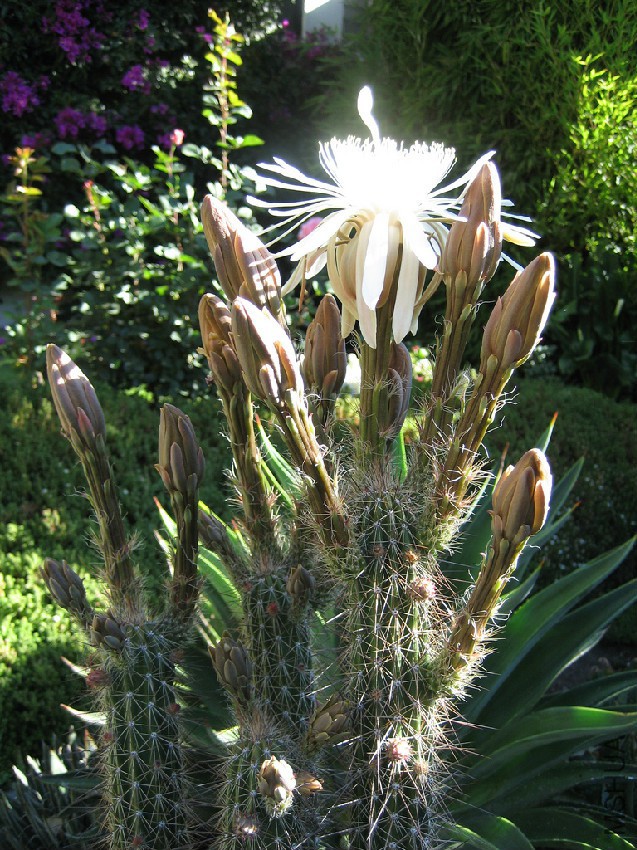 Nyctocereus serpentinus.jpg