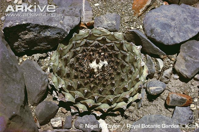 Artichoke-cactus-mature-form.jpg