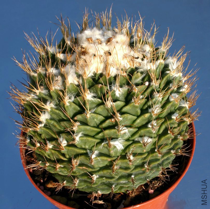 Obregonia_denegrii_spiny_810.jpg