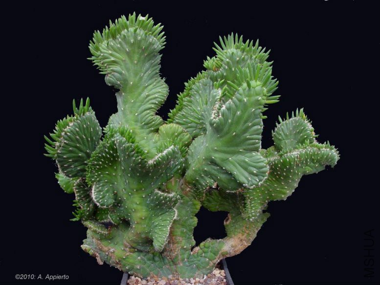 643-opuntia-subulata_1_preview[1].jpg