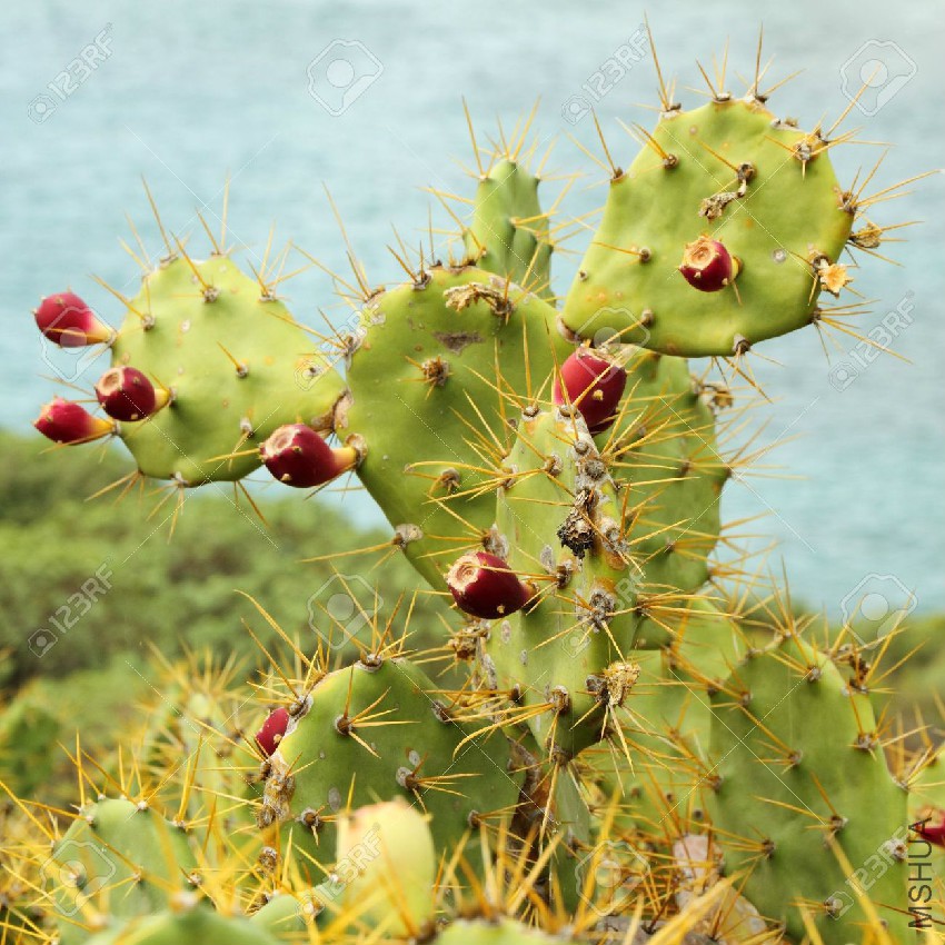 26612217-Opuntia-stricta-growing-plant-with-fruits-know-also-as-Cactus-dillenii-.jpg