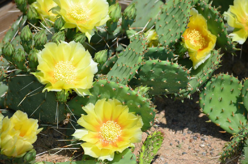 eastern-prickly-pear-(2).jpg