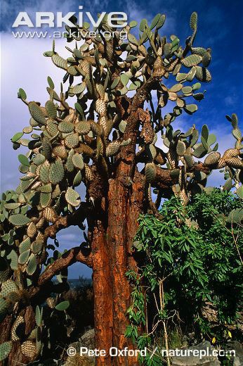 Large-specimen-of-prickly-pear-Opuntia-echios-barringtonensis.jpg