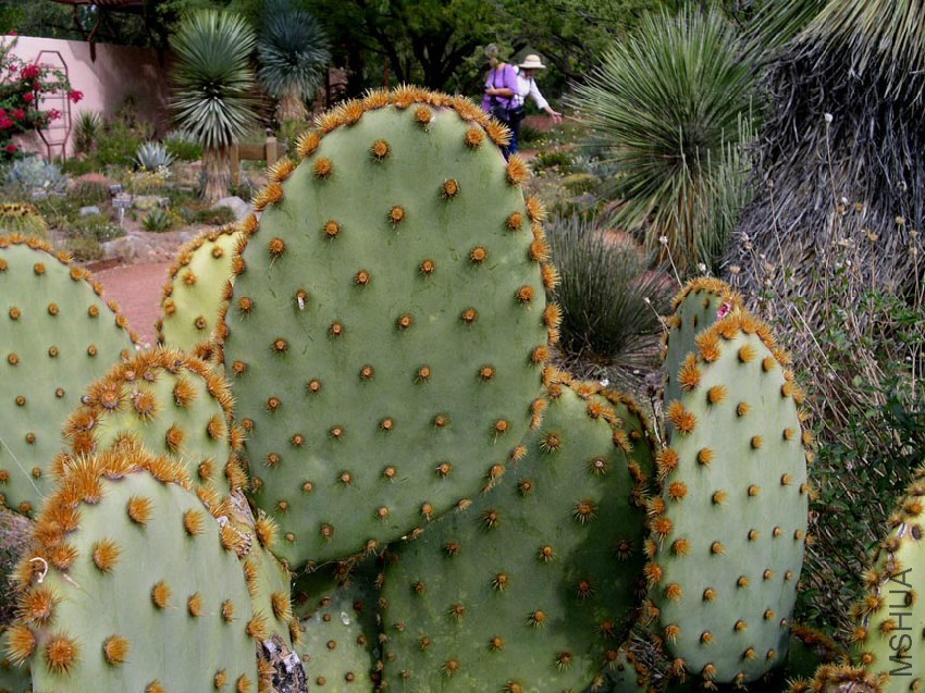 Opuntia aciculata2.jpg
