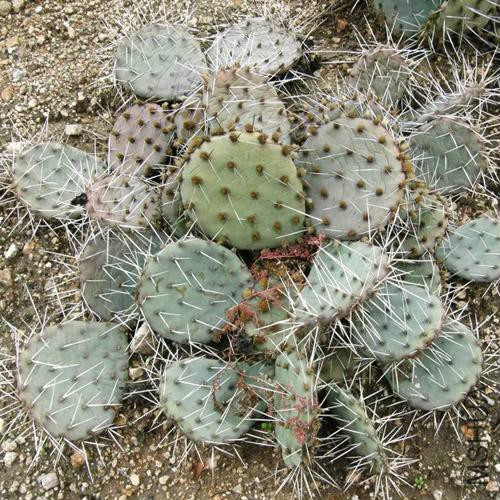 OPUNTIA MACRORHIZA.jpg