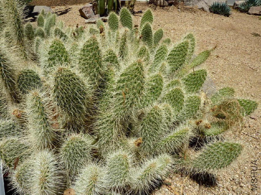 Opuntia polyacantha.jpg