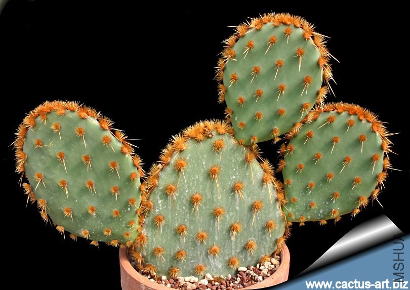 Opuntia_aciculata_810.jpg