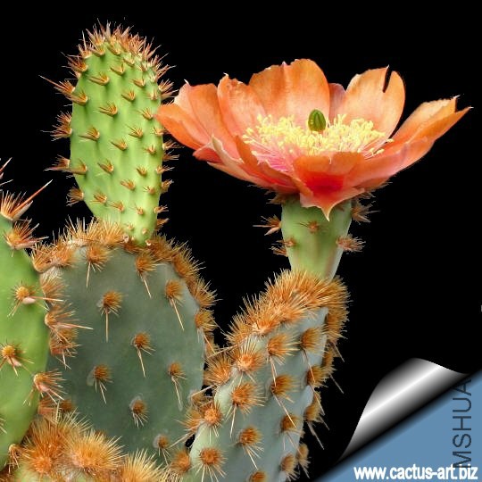 Opuntia_aciculata_fl_540.jpg