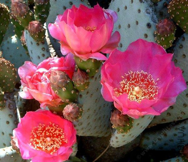 Opuntia_basilaris.jpg