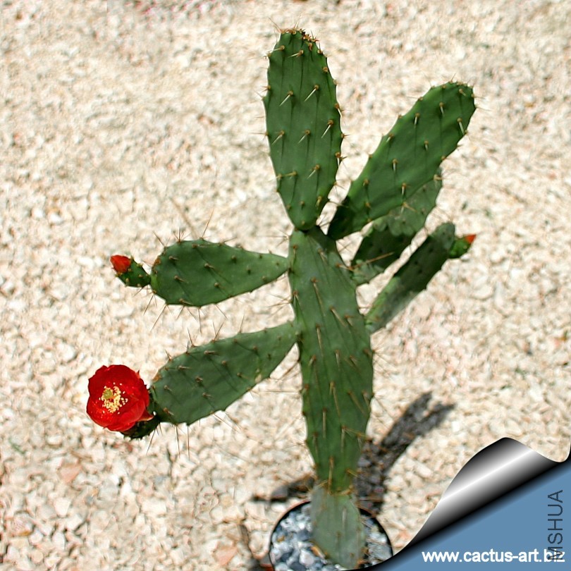 Opuntia_bergeriana_810.jpg