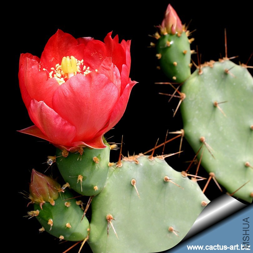 Opuntia_bergeriana_fl_810.jpg