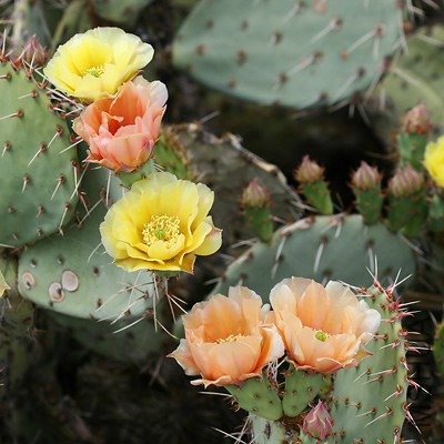 Opuntia_en_P_400.jpg