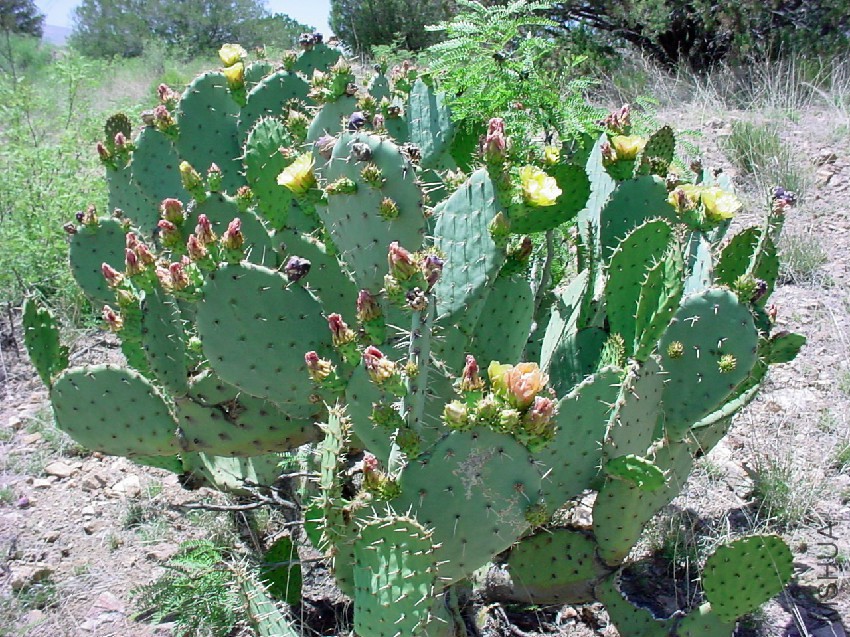 opuntia_engelmannii.jpg