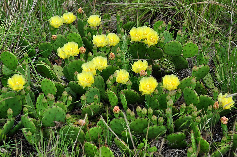 opuntia_humifusa_4.jpg