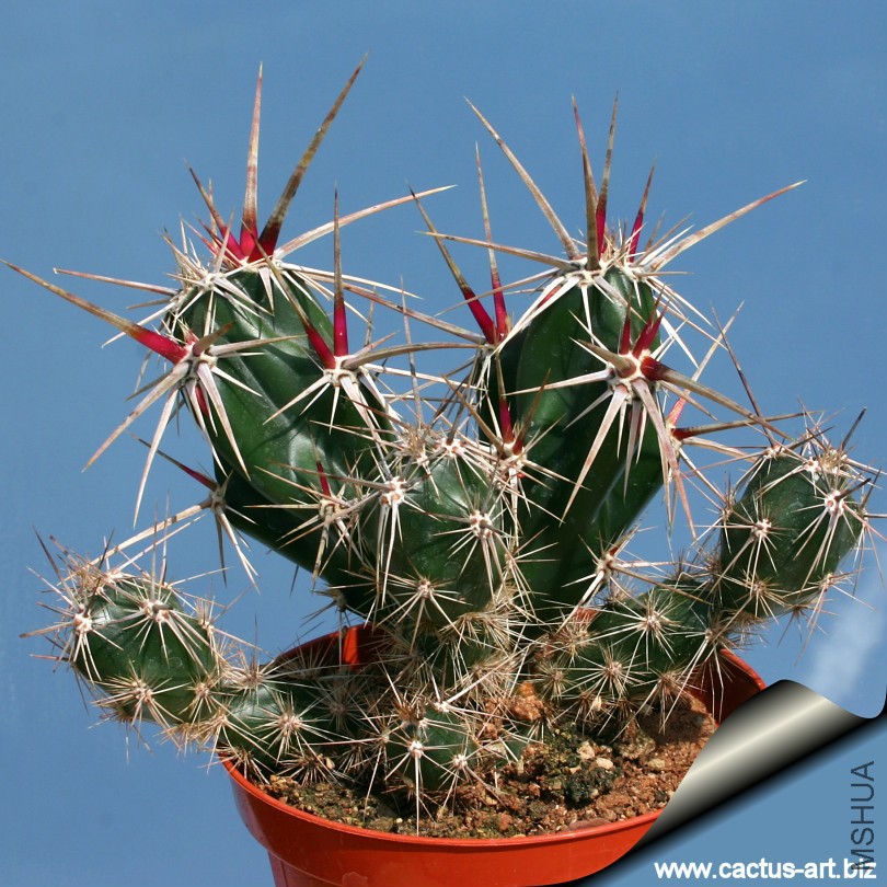 Opuntia_invicta_810.jpg