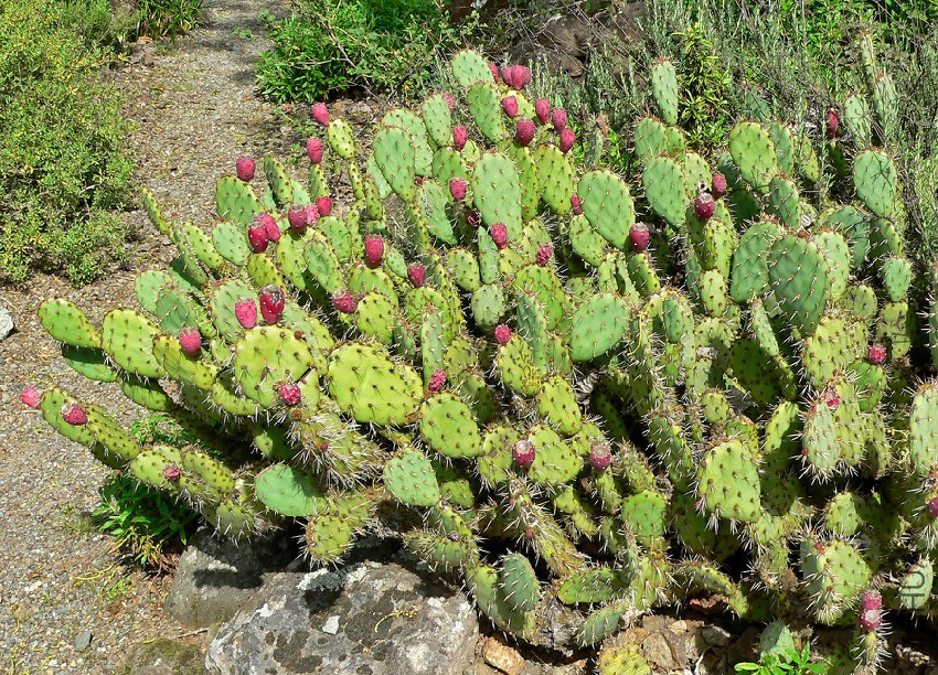 Opuntia_littoralis_var_vaseyi_4.jpg