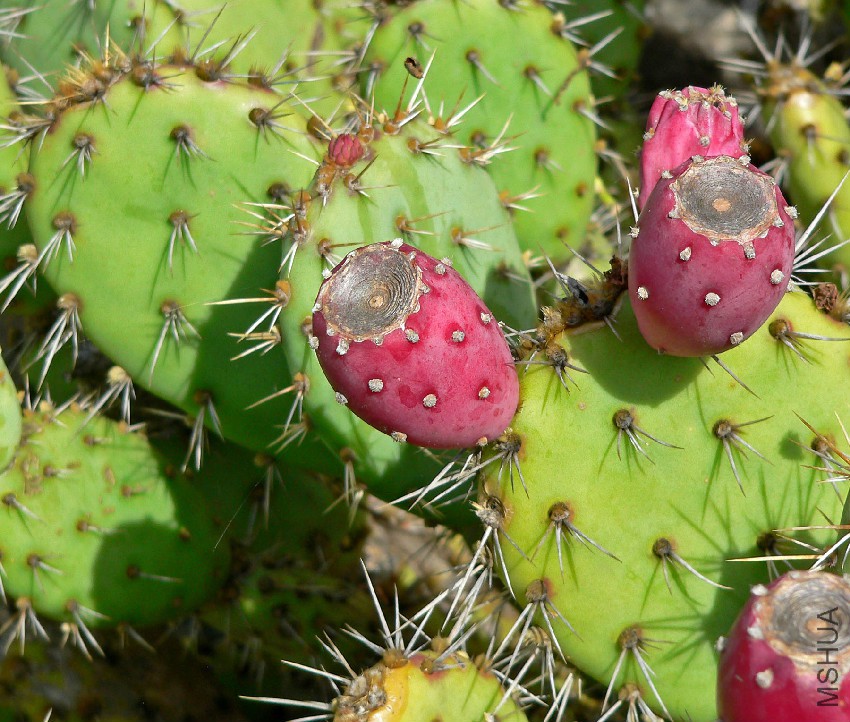 Opuntia_littoralis_var_vaseyi_5.jpg